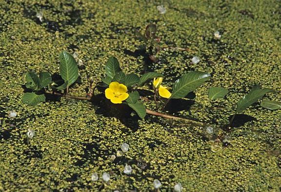 ludwigia peploides 1 graphic